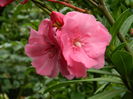 DSCN3189