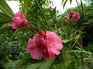 DSCN3190