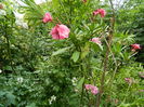 DSCN3191