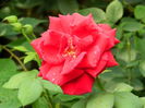 DSCN3217