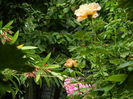 DSCN3222