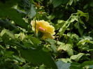 DSCN3227