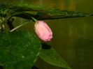 DSCN3241