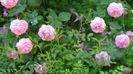 DSC02794