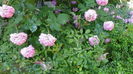 DSC02795