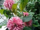iacobina