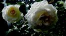 DSC02855