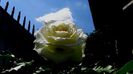 DSC02864