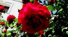 DSC02866