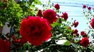 DSC02884