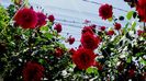DSC02886