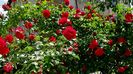 DSC02890