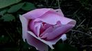 DSC02906