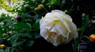 DSC02943