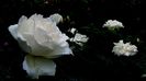 DSC02945