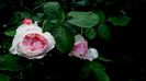 DSC02949