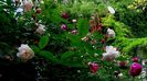 DSC02952