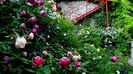 DSC02954
