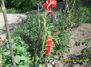 SAM_0646
