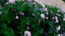 DSC02959