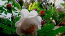 DSC02969