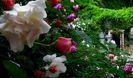 DSC02971