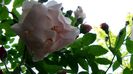 DSC02972