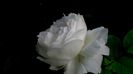 DSC03001