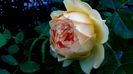 DSC03004