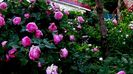 DSC03014