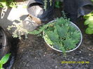 SAM_0668