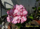 SAM_0674