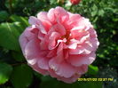 SAM_0688