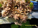 SAM_0693