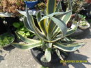 SAM_0694
