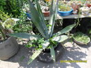 SAM_0695