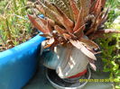 SAM_0698