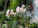 SAM_0699