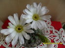 SAM_0653