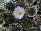 SAM_0768