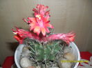 SAM_0658