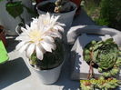 SAM_0799