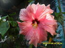 SAM_0730
