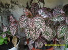 SAM_0701