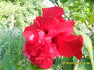 SAM_0713