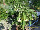 SAM_0715