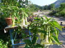SAM_0716