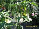 SAM_0725