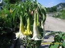 SAM_0727