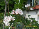 SAM_0761
